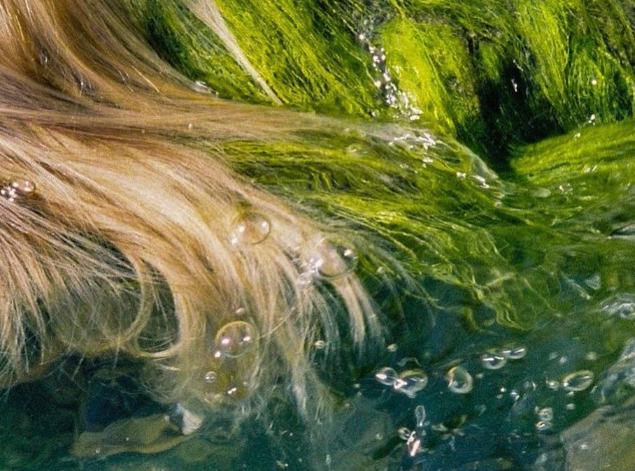 Algae Extract: Why This Strange Ingredient is Good for Scalp Health