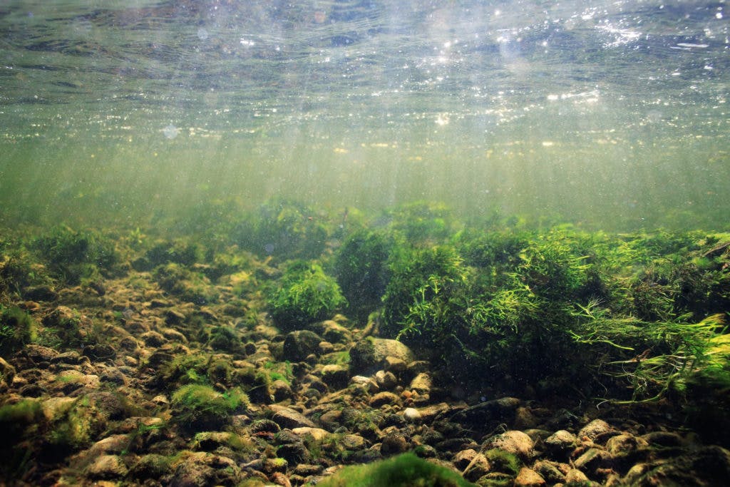 Algae Extract: Why This Strange Ingredient is Good for Scalp Health
